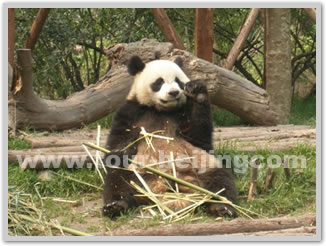 Beijing Hutong Olympic Sites Bus Tour